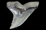 Large, Hemipristis Shark Tooth Fossil - Virginia #87032-1